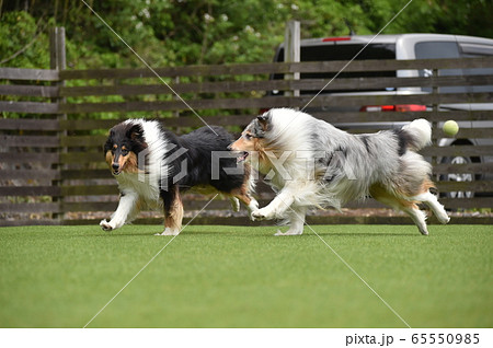 ドッグランで遊ぶラフコリー 65550985