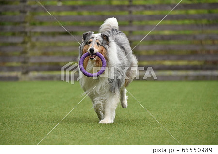 ドッグランで遊ぶラフコリー 65550989