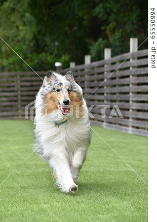 ドッグランで遊ぶラフコリー ドッグランで遊ぶラフコリー 65550994