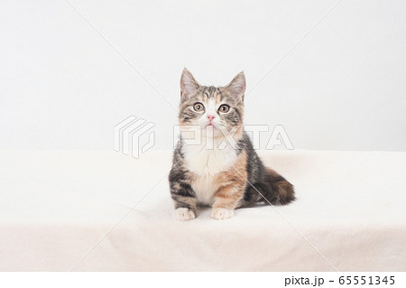 マンチカンの仔猫（牡丹ちゃん） 65551345