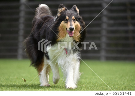 ドッグランで遊ぶコリーです。撮影者所有のドッグランで撮影しています。各種媒体でご自由に使って下さい。 65551441