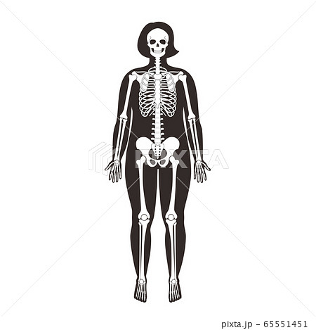 Woman Skeleton Anatomyのイラスト素材