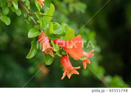 ザクロの花の写真素材