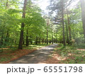 長野県　大芝高原の遊歩道 65551798