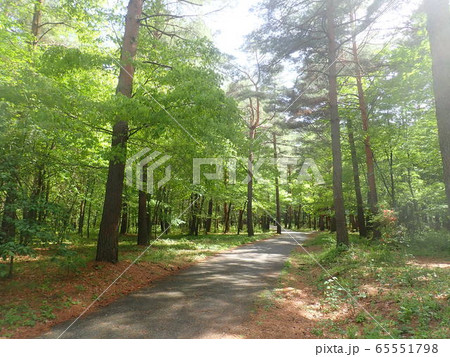 長野県 大芝高原の遊歩道 長野県 大芝高原の遊歩道 65551798