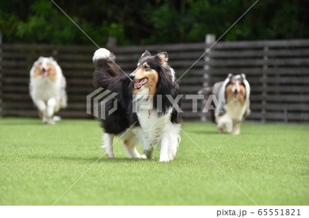 ドッグランで遊ぶコリー ドッグランで遊ぶコリー 65551821