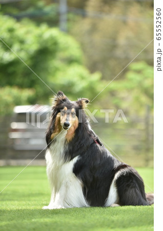 おすましポーズするコリー 65552560