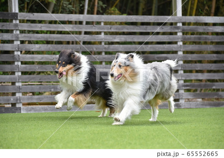 ドッグランで遊ぶラフコリー 65552665