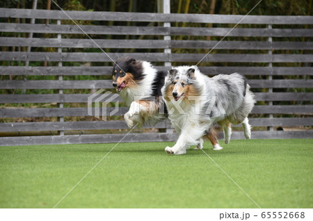 ドッグランで遊ぶラフコリー 65552668