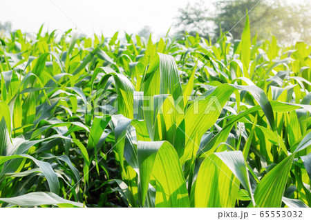 Corn planted with daylight. Corn planted with daylight. 65553032
