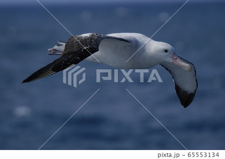 ワタリアホウドリ ワタリアホウドリ 65553134