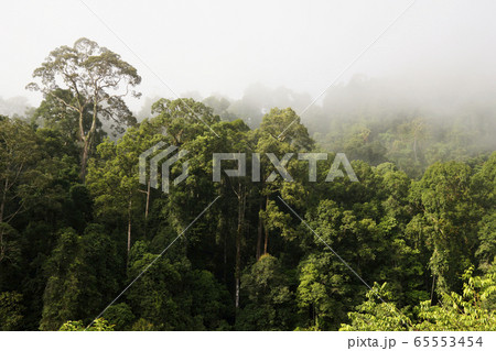 ボルネオの熱帯雨林 ボルネオの熱帯雨林 65553454