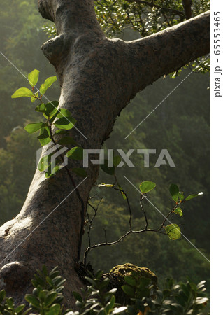 ボルネオの熱帯雨林 65553465