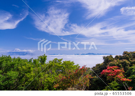 （静岡県）山ツツジ咲く金冠山、駿河湾の雲海、富士山 65553506