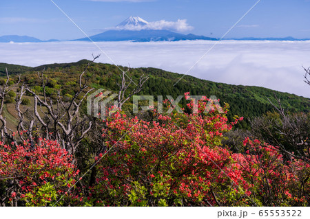 （静岡県）山ツツジ咲く金冠山、駿河湾の雲海、富士山 65553522