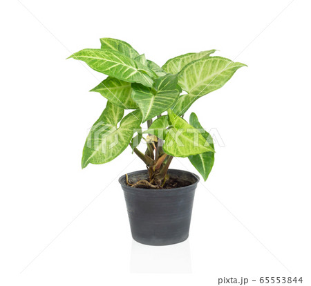 Fresh green arrowhead vine plant (Syngonium Fresh green arrowhead vine plant (Syngonium 65553844