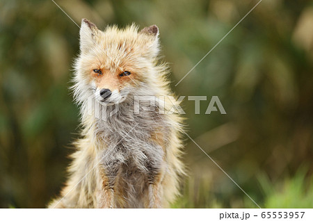 夏の森で出会ったキタキツネ（北海道） 65553957