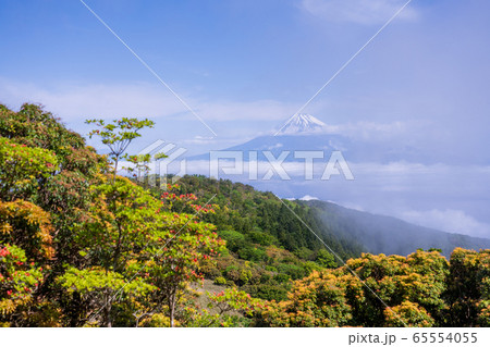 （静岡県）新緑の金冠山、駿河湾の雲海、富士山 65554055