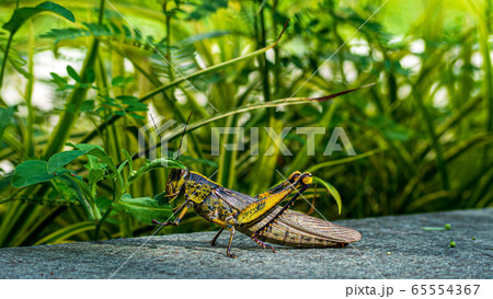草を食べている大型のイナゴの写真素材