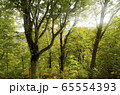 秋の柔らかい日差し 65554393