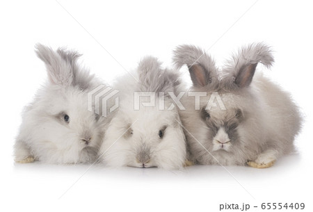 English Angora rabbits 65554409