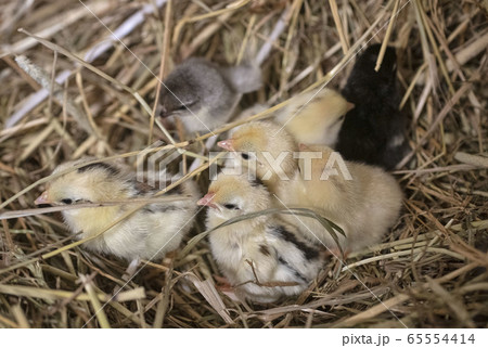 serama chicks in nest serama chicks in nest 65554414