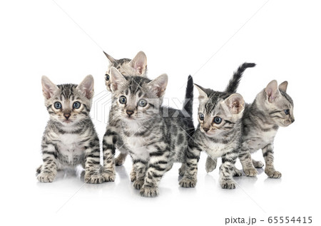 bengal kitten in studio 65554415