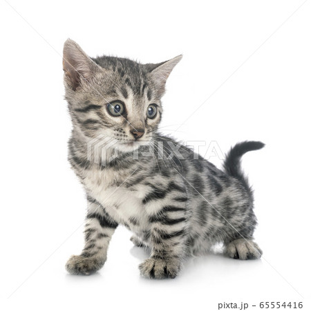bengal kitten in studio 65554416