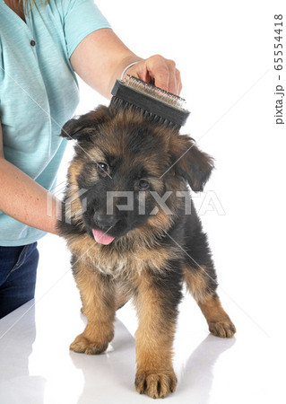puppy german shepherd puppy german shepherd 65554418