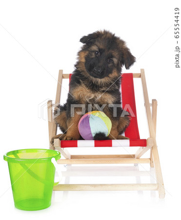 puppy german shepherd puppy german shepherd 65554419