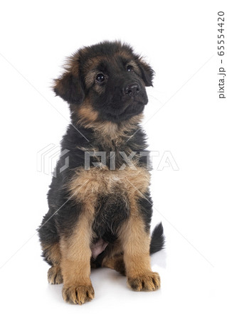 puppy german shepherd puppy german shepherd 65554420