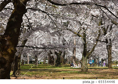 大宮公園：桜咲く 65554446