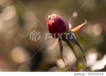 花 植物 バラ 春 秋 花 植物 バラ 春 秋 65554719