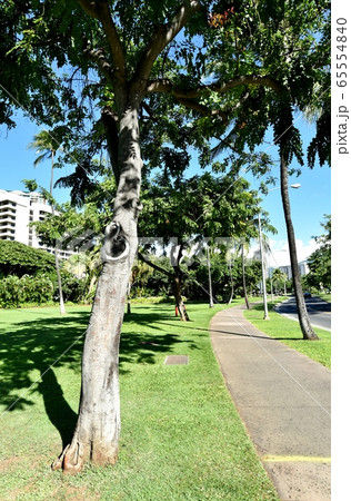 ハワイの休日 65554840