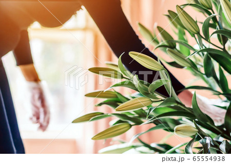 Female florist in black shirt arranging with bunch of lilies in the living room for a night time party. Selective focus. Female florist in black shirt arranging with bunch of lilies in the living room for a night time party. Selective focus. 65554938