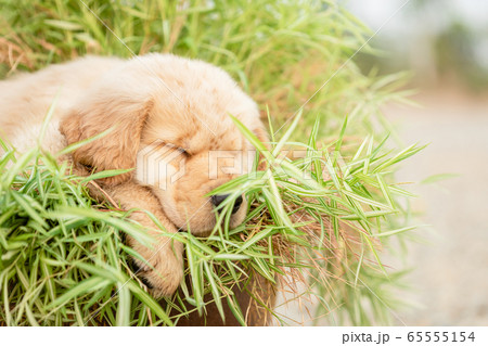 Cute puppy (Golden Retriever) eating small bamboo Cute puppy (Golden Retriever) eating small bamboo 65555154