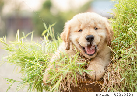 golden retriever small puppies