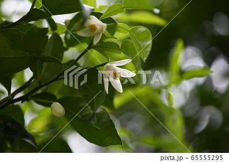 柚子の花 柚子の花 65555295