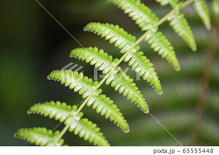 ウラジロの若葉 65555448