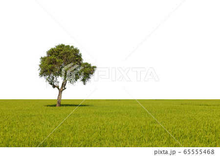 Large tropical green tree isolated on white. Saved Large tropical green tree isolated on white. Saved 65555468