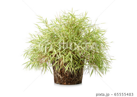 Bamboo plants or Thyrsostachys siamensis Gamble in 65555483