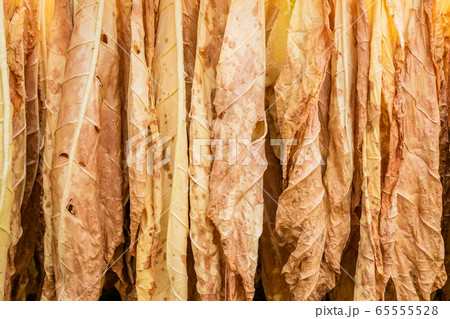 Dry tobacco leaf hanging on the bamboo in the Dry tobacco leaf hanging on the bamboo in the 65555528