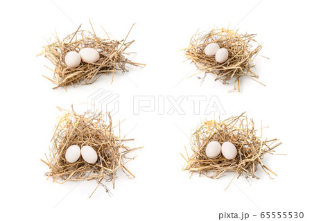 Two eggs of zebra dove birds in brown dry grass Two eggs of zebra dove birds in brown dry grass 65555530