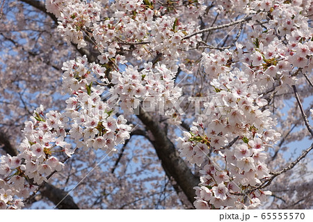 満開の桜　ソメイヨシノ 65555570