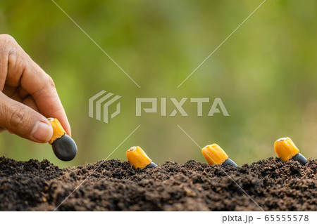 Hand of farmer planting a black seeds of Afzelia, 65555578