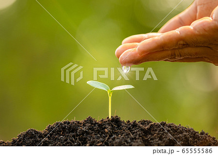 Hand giving water to young green sprout growing in Hand giving water to young green sprout growing in 65555586