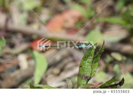 アオモンイトトンボ 65555603