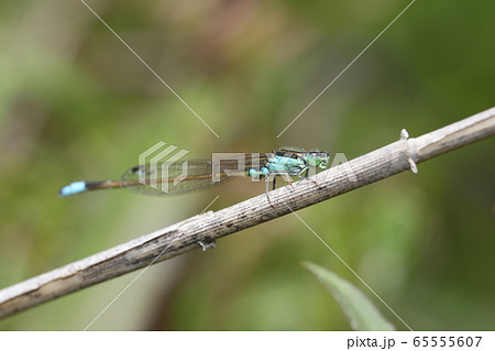 アオモンイトトンボ 65555607