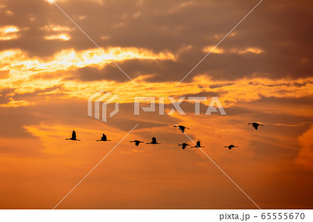 flying bird flock Common Crane, Hortobagy Hungary 65555670