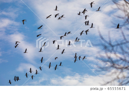 flying bird flock Common Crane, Hortobagy Hungary flying bird flock Common Crane, Hortobagy Hungary 65555671